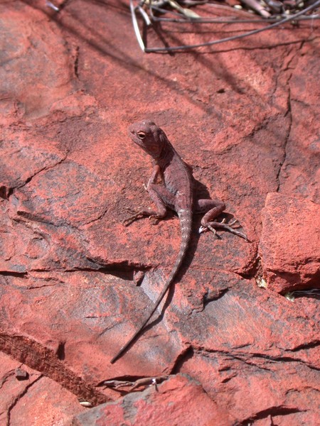 Lizard